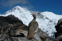 Cho Oyo in the background; with Tibetan snowcock posing for a good shot.