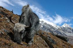 Yak grazing above Gokyo with peaks in the background.
