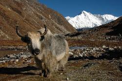 On the way to the viewpoint of Gokyo Ri obstacles like yaks and frozen rivulets must be passed ;)