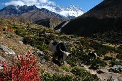 Passing alpine meadows on the way to Dingboche. Yaks are grazing on the colorful hills with 8'000 meter peaks rising in the background.