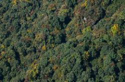 Colourful trees are a welcome sight after a week in the barren high-altitude landscape of western Sikkim.