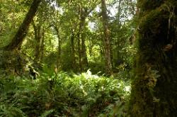 Dense forest at the foothills of the snowy ranges.