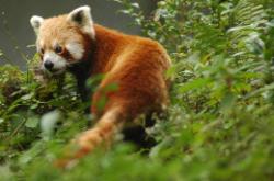 The Red Panda is the national animal of Sikkim but very hard to find; this picture was taken under controlled conditions.