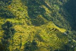 Rice terraces cover the steep hill sides.