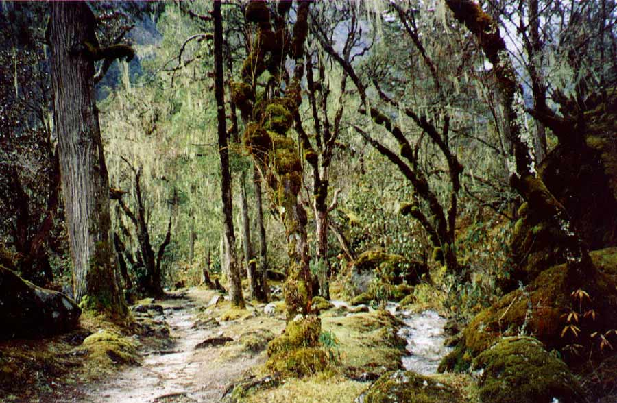 Enchanted forest between Ghunsa and Phale small creeks murmur between 