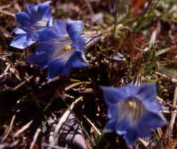 gentians.jpg (118462 Byte)