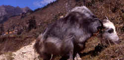 olungchungkola_yak.jpg (250394 Byte)