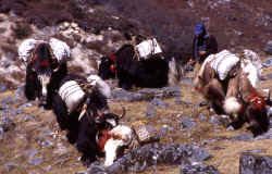 yak_caravan_1.jpg (193124 Byte)