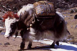 yak_caravan_2.jpg (149219 Byte)