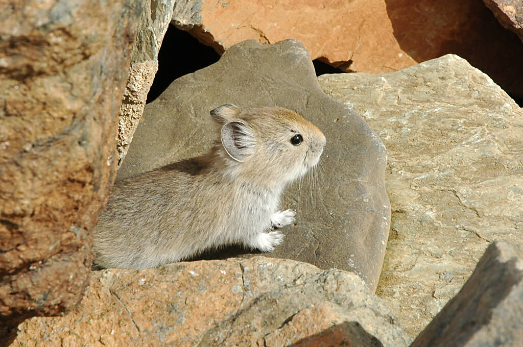 Pika Babies