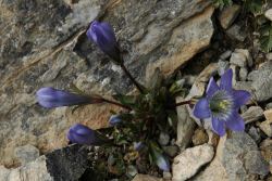 Abruptly the snow stops; and alpine flowers grow out of the rock.