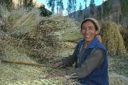 People at Wanla are busy harvesting; most of the barley fields are done and people are taking care of their gardens or collecting mustards seeds.