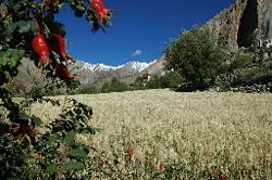 Barley field at Honupatta.