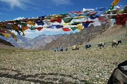 The horses arrive at the pass shortly after us; get their loads fastened and continue down the other side.