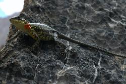 Lizards relax on the hot rocks.