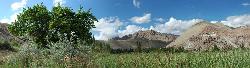 Panorama in Basgo valley with apricot tree and barley fields and fort on the hillside above.