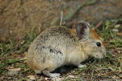 Pika are usually very shy; after two days of rain and snow they are quite careless and enjoy the sun; leaving their nests inside the mani wall.