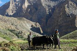 Fields are ploughed with yaks; teenagers return from their school in summer to help out in their village.