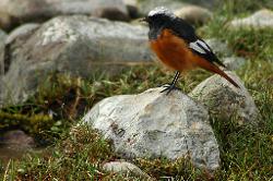 The rain must have driven worms out of the ground; a large variety of birds appeared and hop around our campsite.