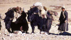 Nomad near Karzok bringing goods to the next trading place