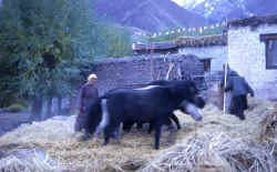 shang_sumdo_harvest.jpg (70757 bytes)