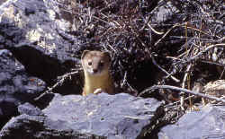 weasel.jpg (81232 bytes)