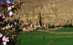 Whitewashed houses stand between the green barley fields.