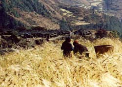 Golden barley fields in the Nupri valley
