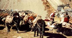 Traders in Samdo pack loads on their yaks.