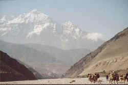 Nilgiri north face, horses in the dry riverbed