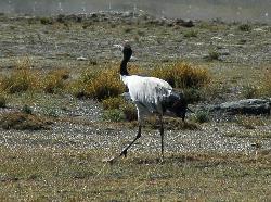 On the wetland of Nagartse we spot three rare black-necked cranes (Grus nigicollis). Degradation of habitat has reduced their number to 5'500.