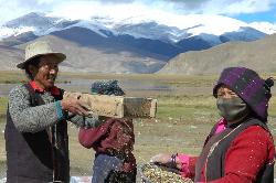 Mustards seeds are mainly crushed and used to make oil.