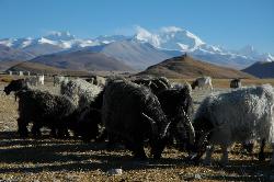 There's only few fields and people depend on their animals; dzos and goats are grazing on the wide area near the village.