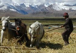 Treshing done the traditional way; in many areas machines were introduced in the last ten years.