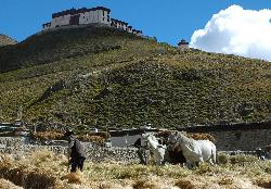Below the gompa the villagers are finishing harvest work.