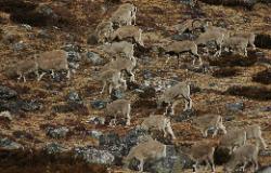 Large herd of blue sheep grazes along the hillside.