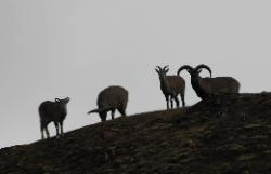 Blue sheep are attentative but not very shy.