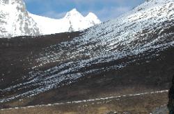 A herd of blue sheep walks up the moraine.