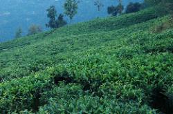 The tea gardens of Sikkim at Temi are small compared to Darjeeling; but in a better condition and much more picturesque.