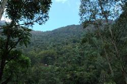 Between Gangtok and Lachen; the large amount of rain leads to dense green jungle that grows high up.