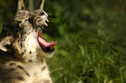 snow_leopard_teeth.jpg (88944 Byte)