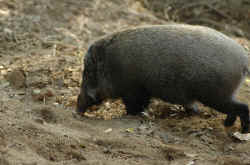 wild_boar.jpg (140251 Byte)