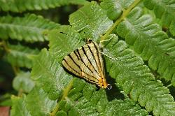 Large variety of butterflies follow us on the way down between fields of cardomom.