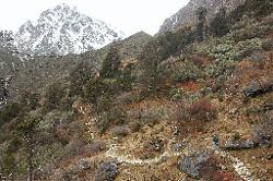 The dense forest gives way to smaller trees and bushes the higher we get on the way to our first camp which lies below the triangular peak in the background.