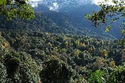 Clearings in the forest reveal the stunning autumn foliage and the mountains above it.