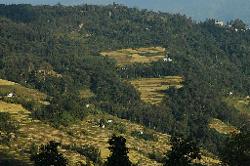 Rice terraces near Gangtok in the late afternoon.