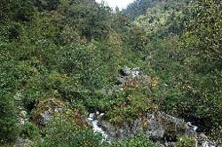 From Tsarum it's a steep walk down into the Teesta valley which takes us the nice village of Lachen.