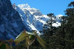 A beautiful walk through forest and clearings take us towards Yakthang. We cross some creeks from where we have great views, here Siniolchu and to the right Simvu announce the Zemu glacier.