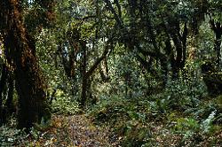 After days in snow the walk through lush forest comes as a nice change.