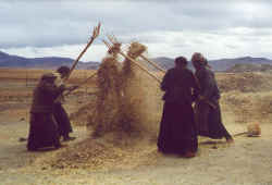 Harvesting in Nagartze